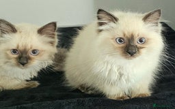 Ragdoll cats for sale: Blue Point Ragdoll Kittens for sale   - Image 2