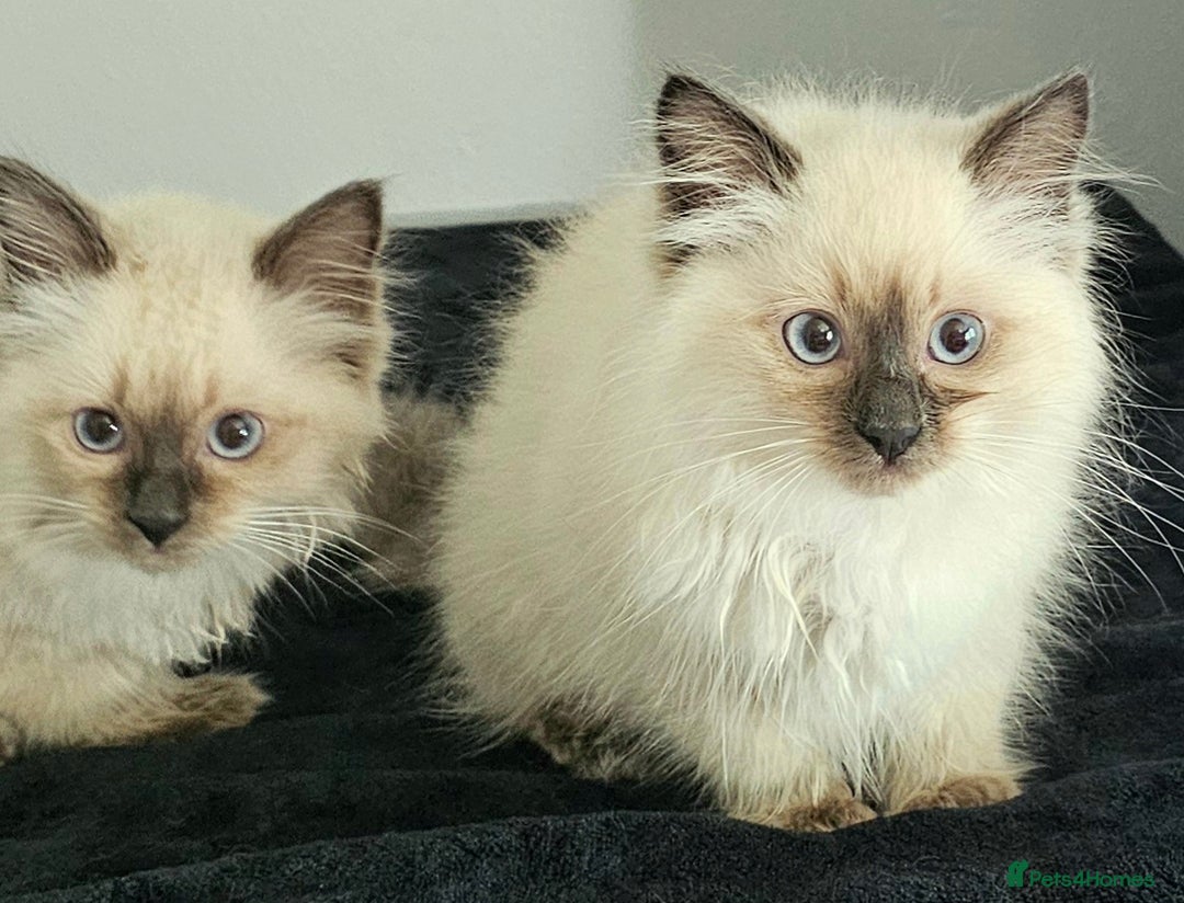 Ragdoll cats for sale: Blue Point Ragdoll Kittens for sale   - Image 2