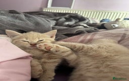 Mixed Breed cats for sale: 3 british shorthair kittens for sale  - Image 2