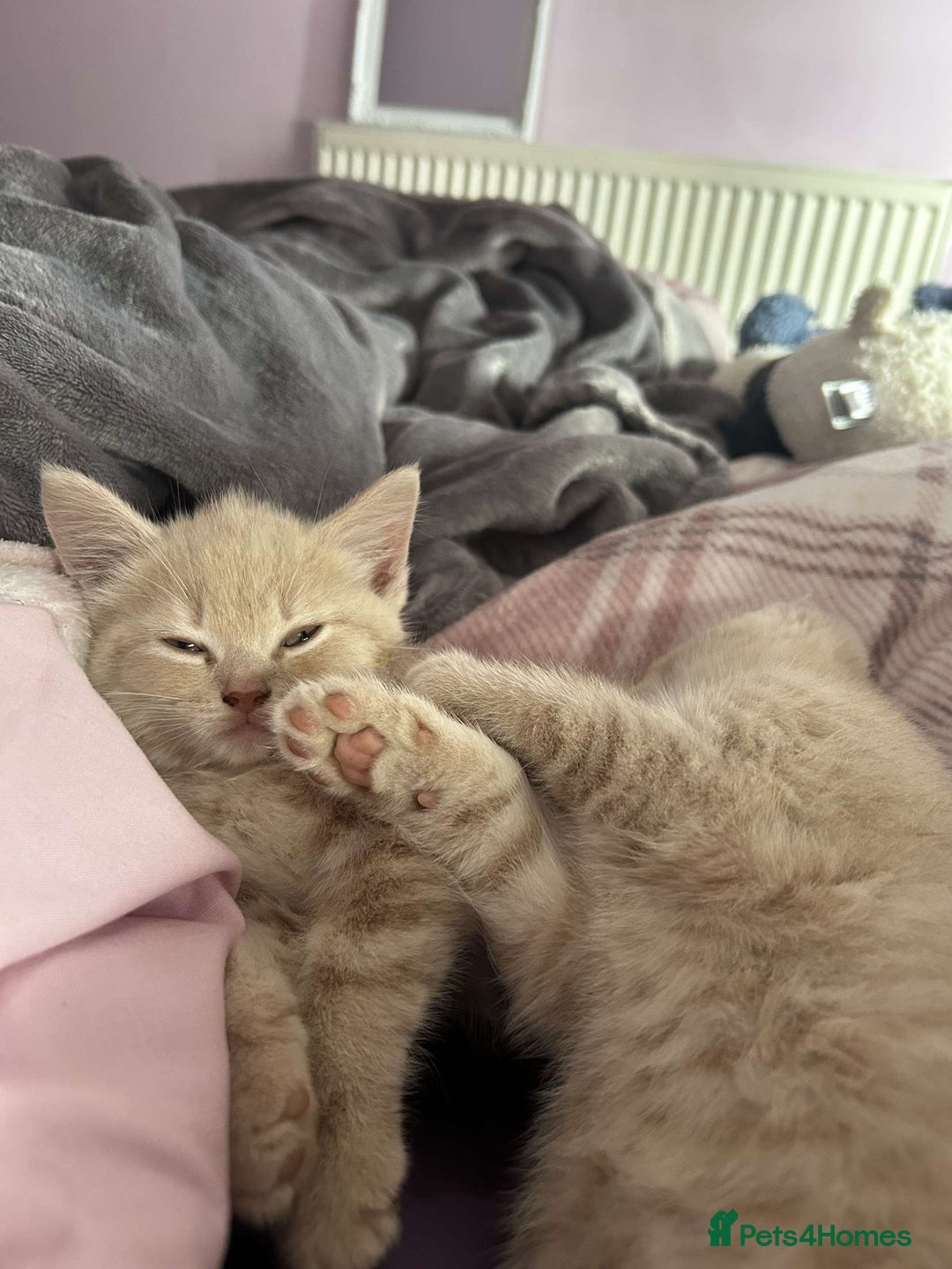Mixed Breed cats for sale: 3 british shorthair kittens for sale  - Image 2