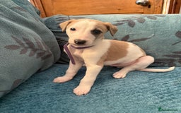 Whippet dogs for sale: 8 WHIPPET PUPPIES   - Image 2