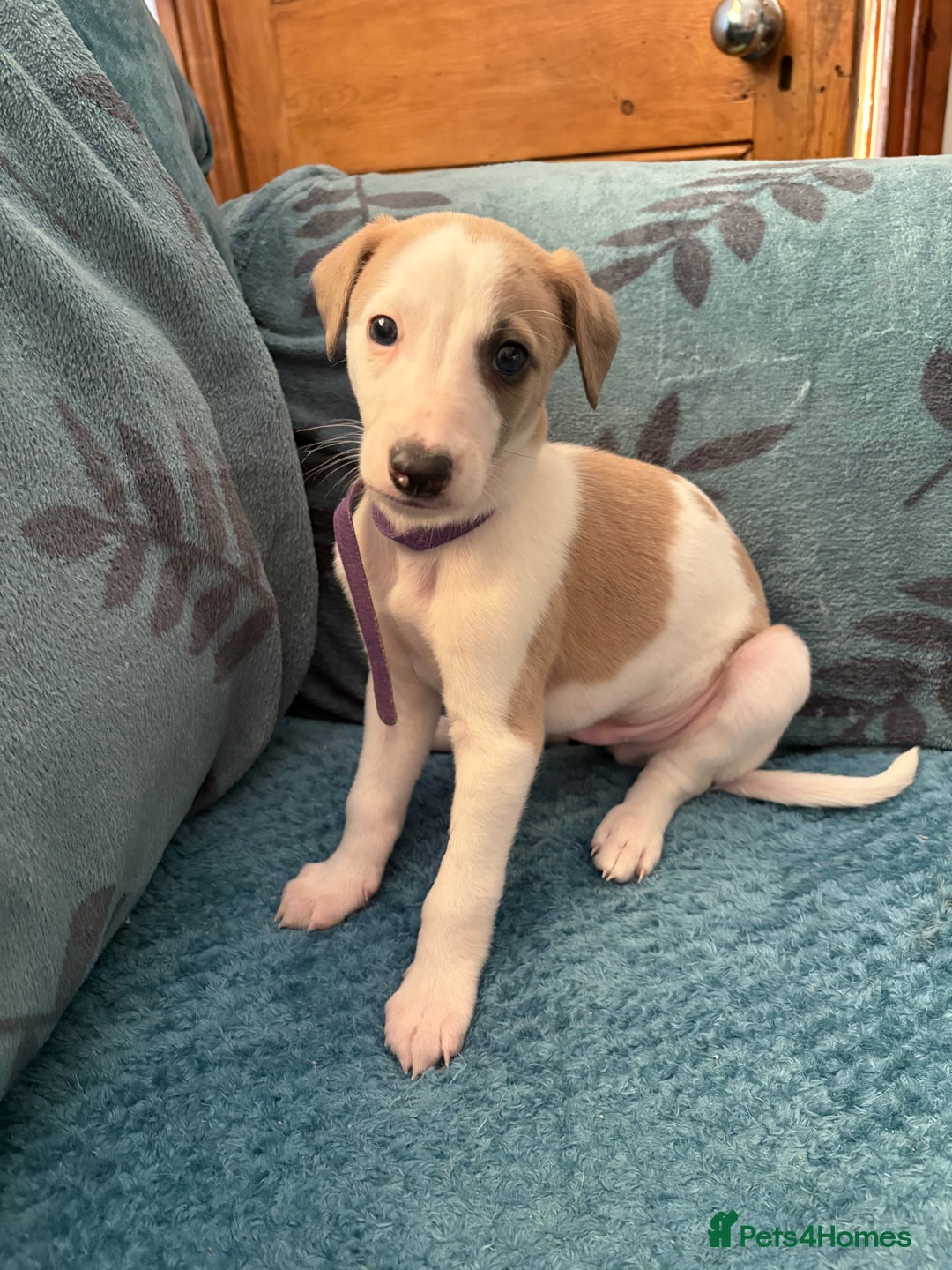 Whippet dogs for sale: 8 WHIPPET PUPPIES   - Image 2