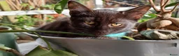 Mixed Breed cats for sale: 2 Black Russian looking a good home - Advert 6