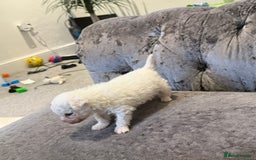 Bichon Frise dogs for sale: Pedigree bichon frise    - Image 8
