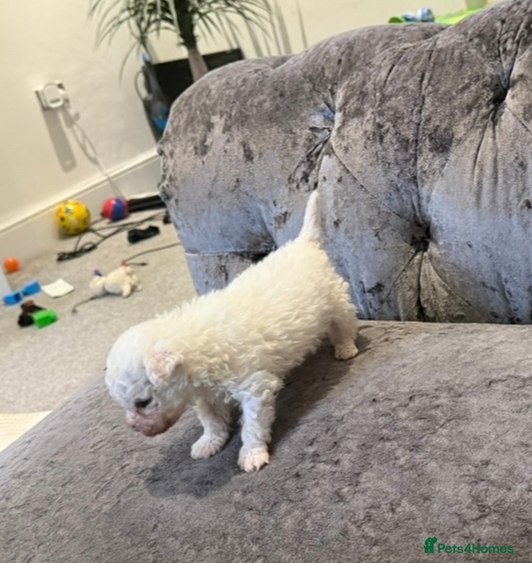 Bichon Frise dogs for sale: Pedigree bichon frise    - Image 8