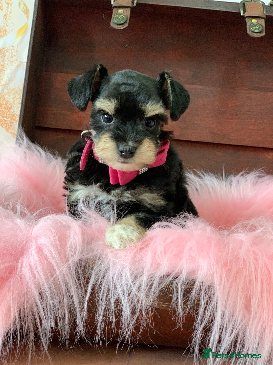 Miniature Schnauzer dogs for sale: 5* Licensed KC Toy Chocolate Schnauzers - Image 14