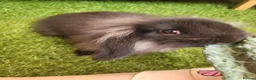 Mini Lop rabbits for sale: Beautiful Mini Lion Lop - READY TO LEAVE - Advert 19