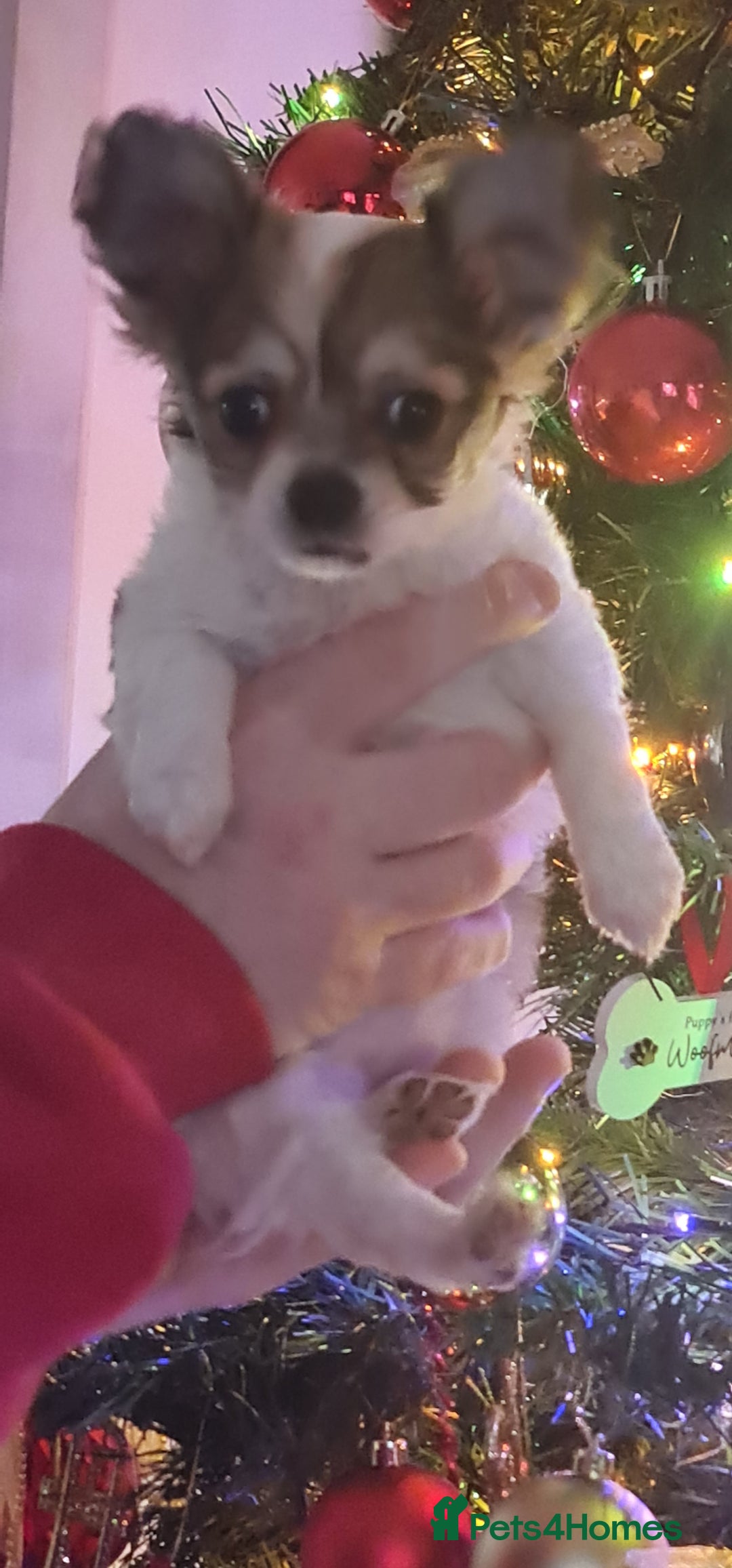 Chihuahua dogs for sale: Chihuahua for sale  - Advert 23