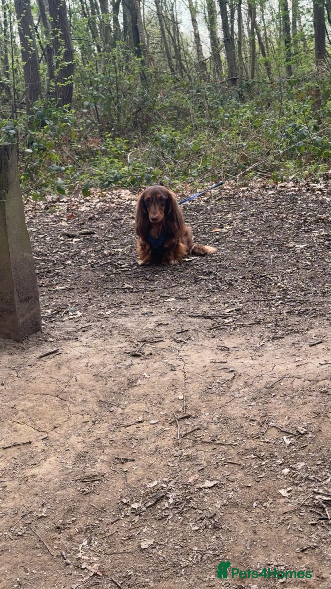 Dachshund dogs for stud: Long haired dachshund stud boys  in Leeds - Advert 13