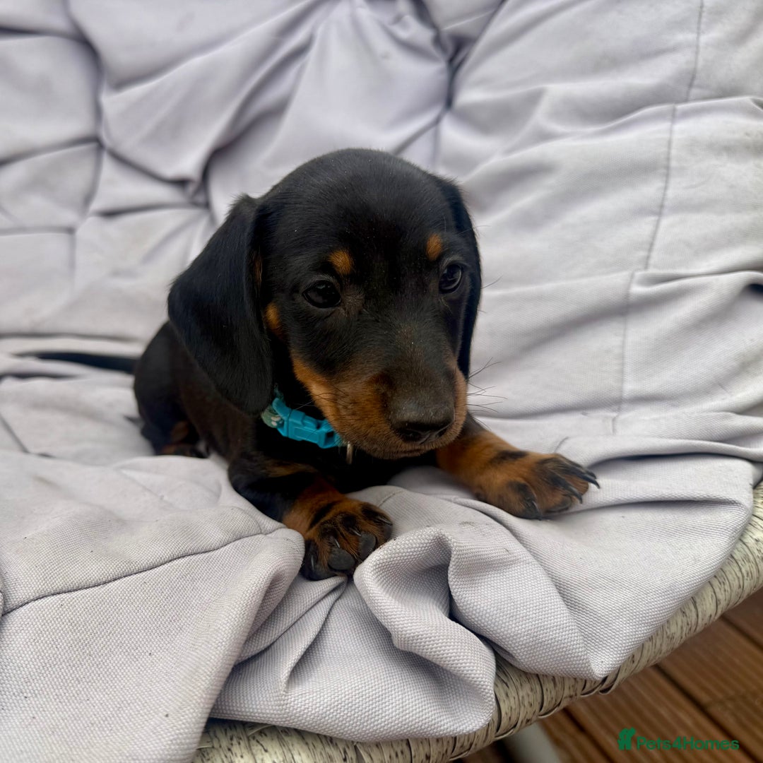 Miniature Dachshund dogs for sale: Ready Now! Smooth coat 1 boy 1 girl - Image 5