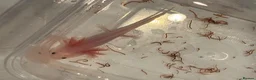 Axolotl reptiles for sale: 12 Axolotls ready to go 3 months old  - Advert 11