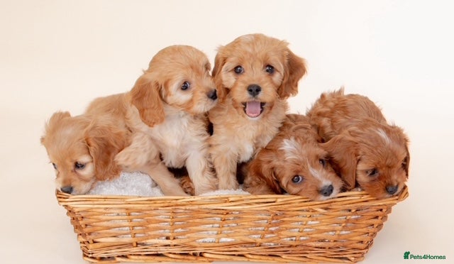 Cavapoo dogs Cavapoo - Advert 1