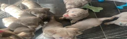 Labrador Retriever dogs for sale: Adorable KC (SILVER) labrador retriever puppies - Advert 11