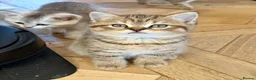 British Shorthair cats for sale: 3 x British Shorthair Kittens - Gold/White/Grey - Advert 8