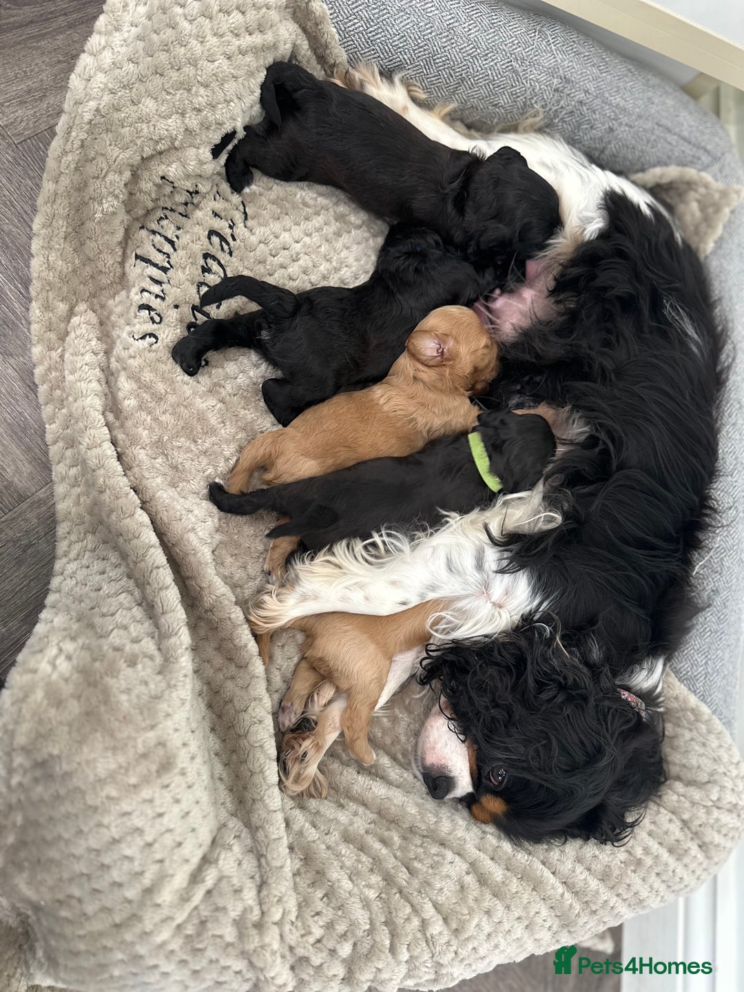 Cavapoo dogs for sale: F1 cavapoo puppies heath tested  - Image 5