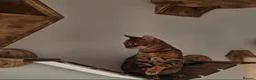 Bengal cats for sale: Tica registered brown bengal girl  - Advert 3