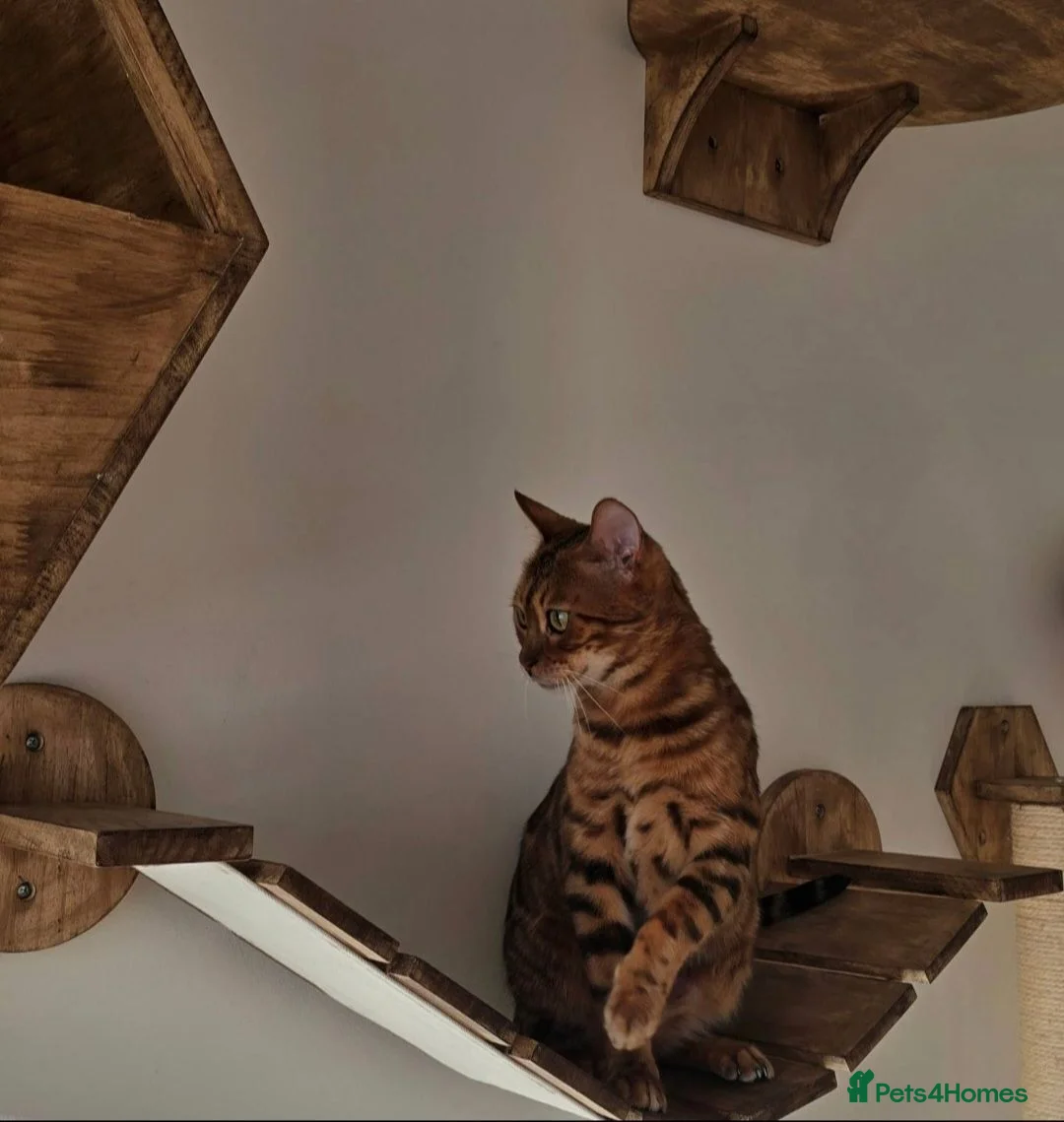 Bengal cats for sale: Tica registered brown bengal girl  - Advert 3