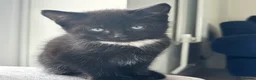 Mixed Breed cats for sale: 🐾🖤Gorgeous Boy kitten🖤 ready now  in Harleston - Advert 5