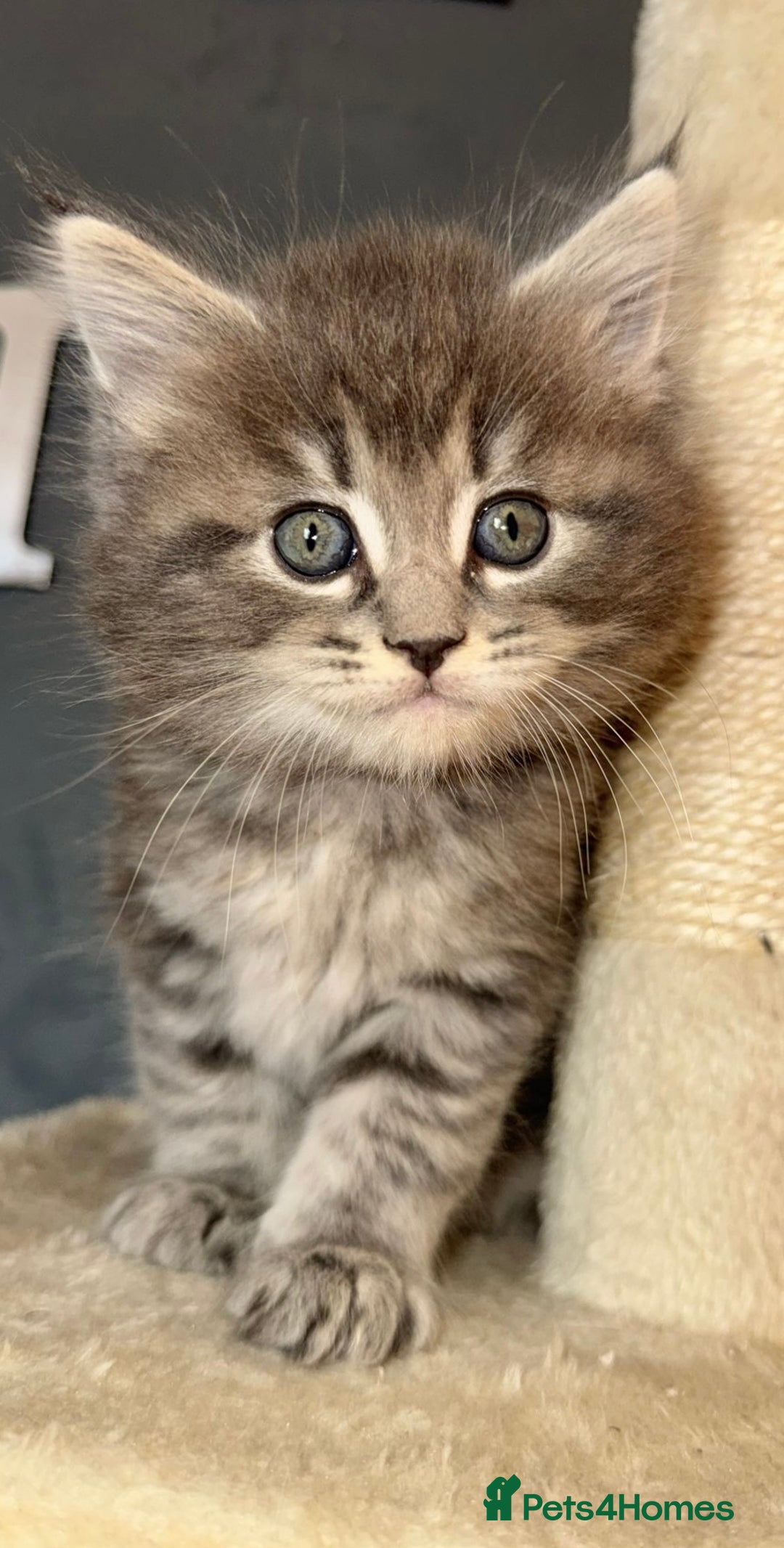 Mixed Breed cats for sale: Stunning Ragdoll x Maine Coon Kittens - Advert 23