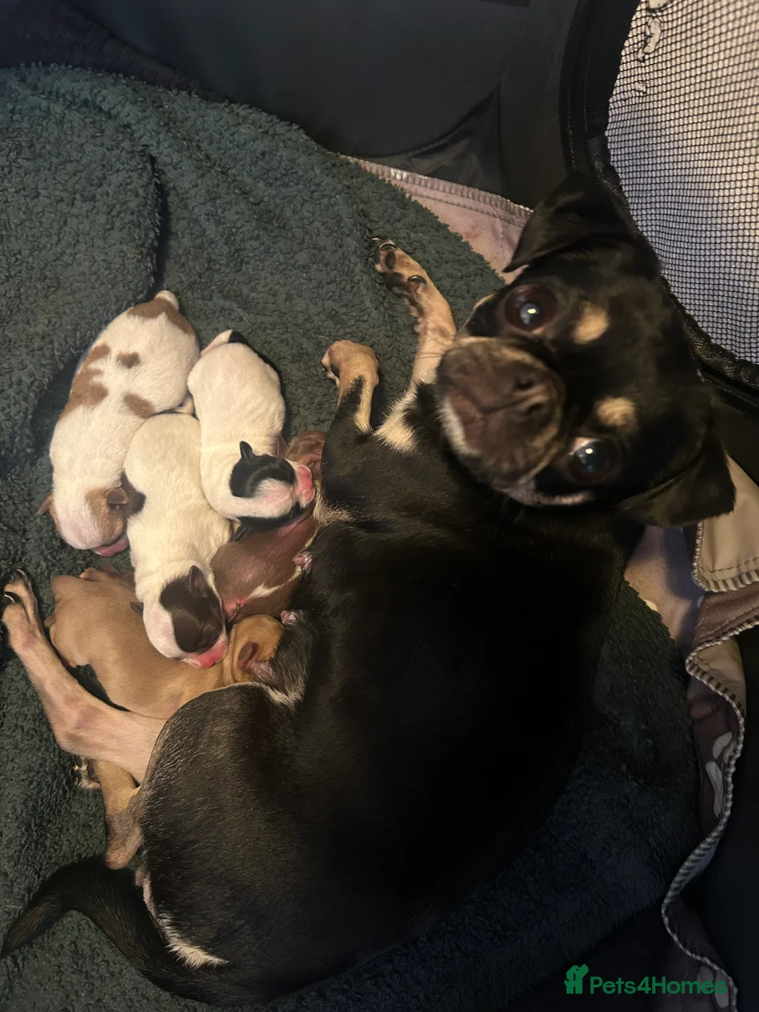 Chug dogs for sale: 2 female chug puppies - Advert 4