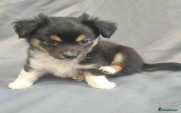 Jack Russell dogs for sale: Boy jack russell pups for sale - Image 1