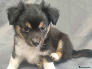 Jack Russell dogs - Advert 6