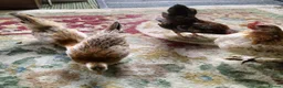 Chickens poultry for sale: Trio of Seramas  in Leicester - Advert 5