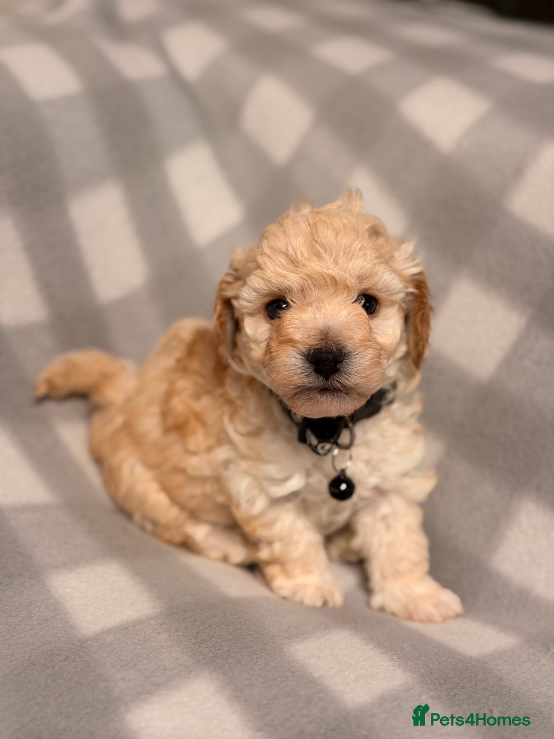 Cavapoochon dogs for sale: Cavapoochon Puppies Available From 12th January - Advert 14