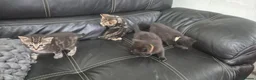 Mixed Breed cats for sale: Bengal cross kittens  - Advert 6