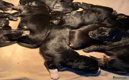 Mixed Breed dogs for sale: Golden retriever/Collie Mix pups - Advert 9