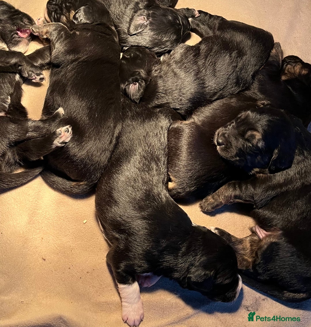 Mixed Breed dogs for sale: Golden retriever/Collie Mix pups - Advert 9