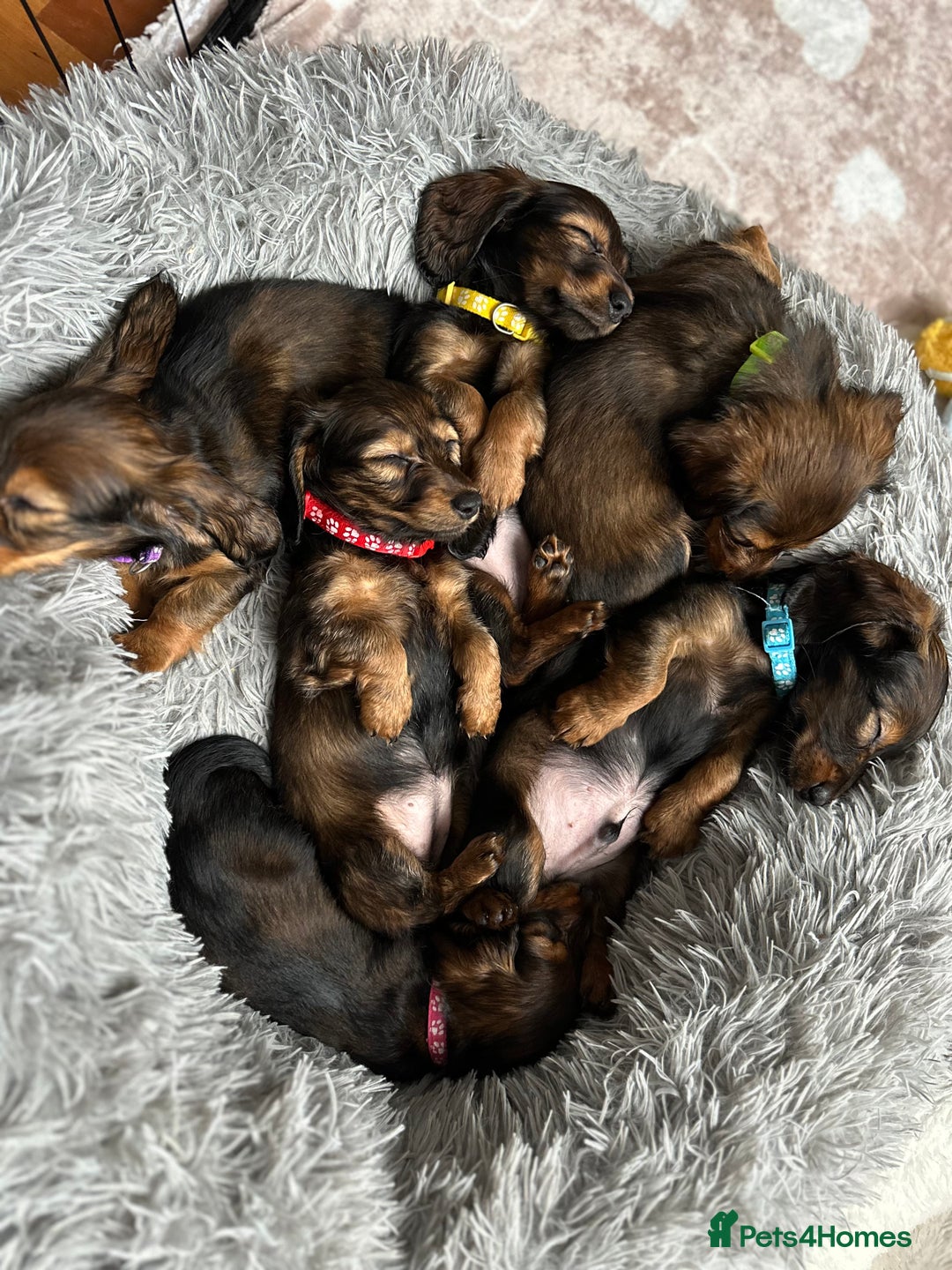 Miniature Dachshund dogs for sale: Miniature Long-Haired Dachshund Puppies - Image 1