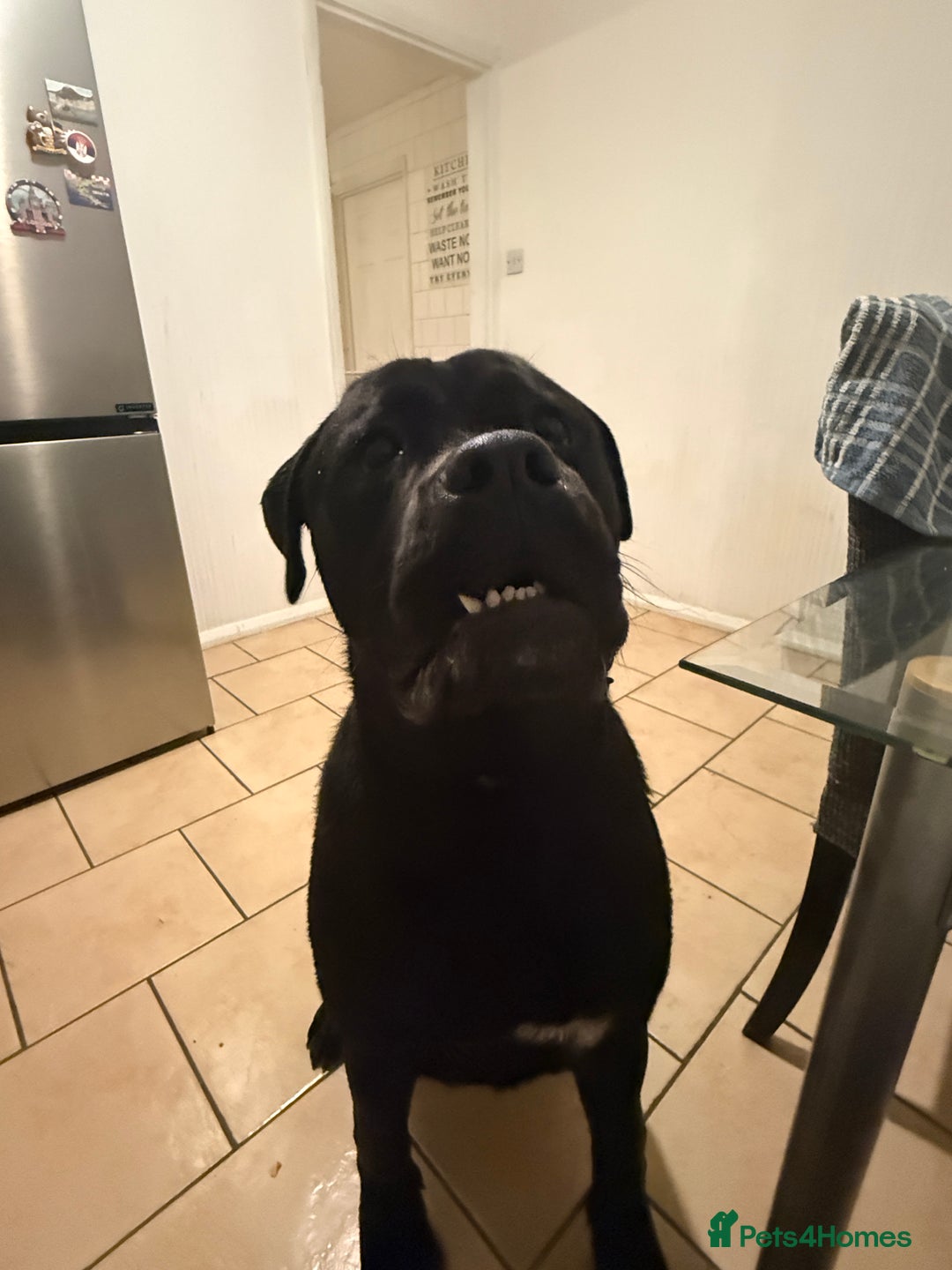 Cane Corso dogs for sale: Lovely male Cane Corso for sale  - Advert 3