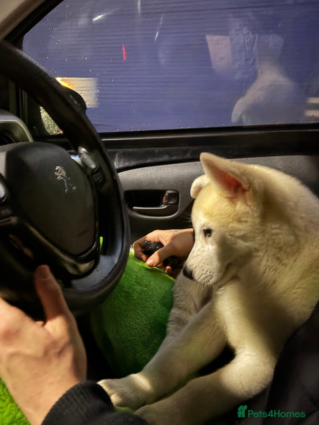 Siberian Husky dogs for sale: White male Siberian husky - Advert 3