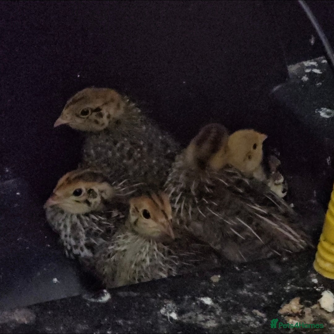 Quail poultry for sale: Quails for sale (courtnix) - Advert 5