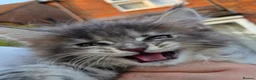 Maine Coon cats for sale: Russian line XXL Maine Coon, Last of reserv litter in Princes Risborough - Advert 10