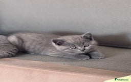 British Shorthair cats for sale: 🌟 Adorable British Shorthair Kittens – Ready! 🌟 - Image 5