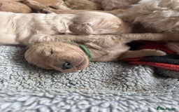 Mixed Breed dogs for sale: Multi generational goldendoodle puppies - Image 10