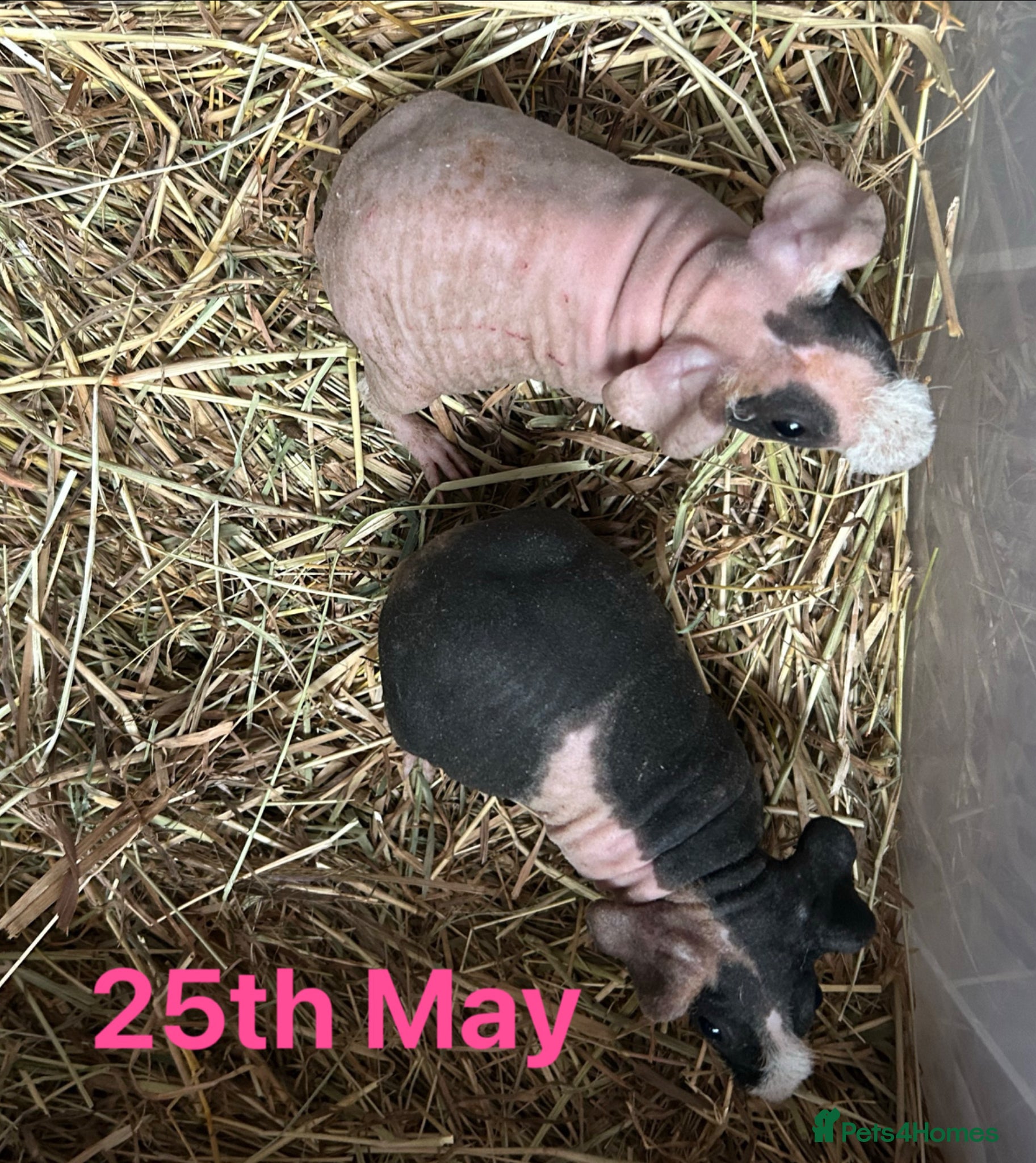 Guinea Pig rodents Skinny Pig Sows.  - Advert 6
