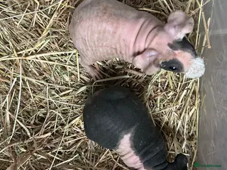 Guinea Pig rodents Skinny Pig Sows. - Advert 6