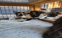 Persian cats for sale: Very beatifull mix breed/Persian kittens  - Image 36