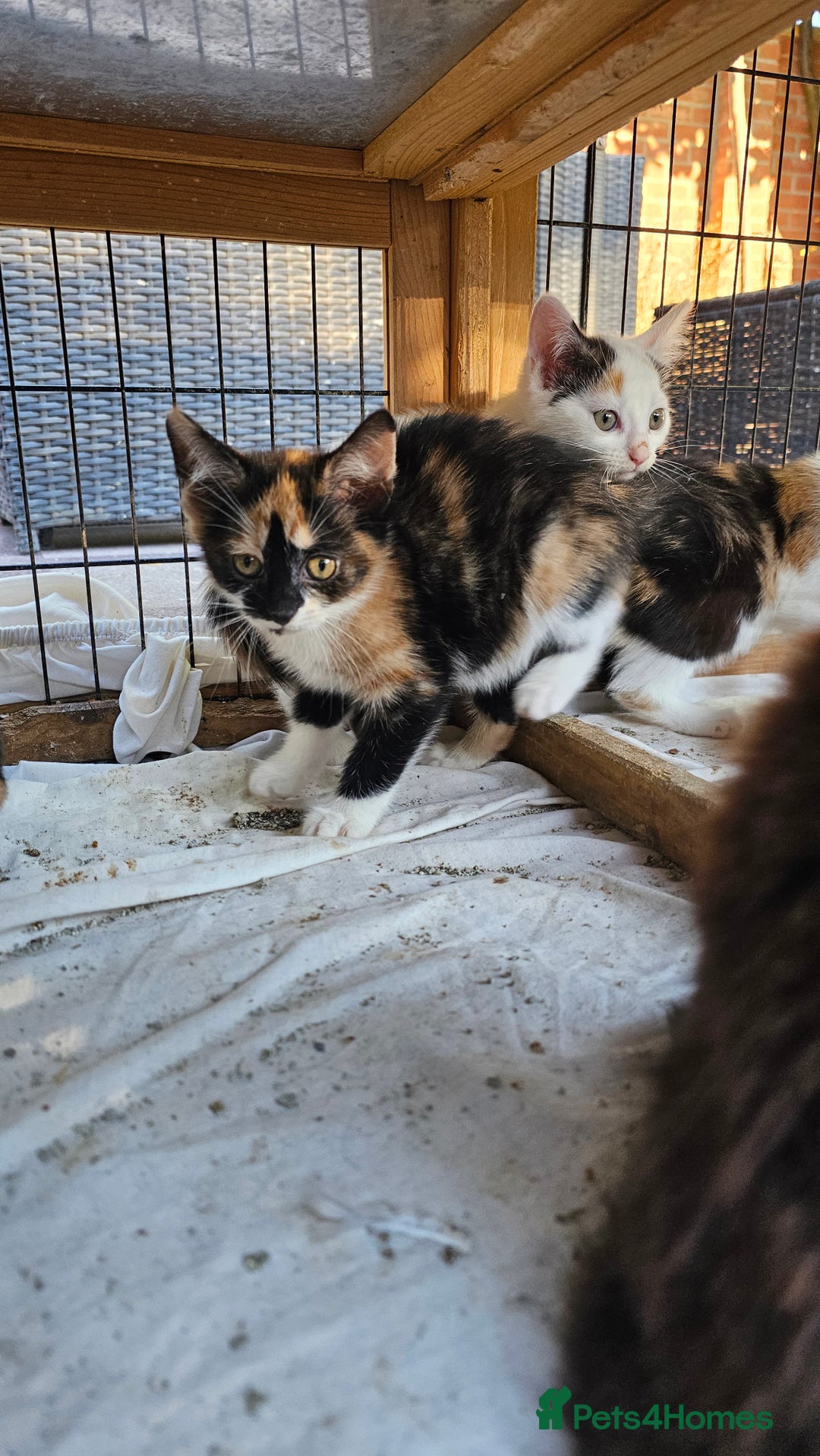 Persian cats for sale: Very beatifull mix breed/Persian kittens  - Image 36