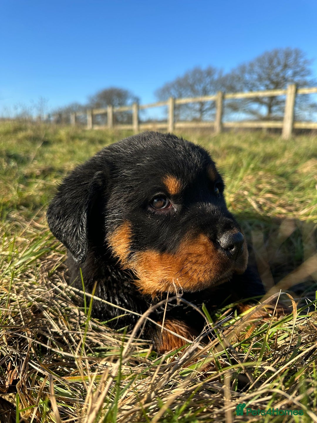 Rottweiler dogs for sale: Stunning chunky Rottweiler puppies - Advert 10