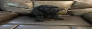 Cockapoo female