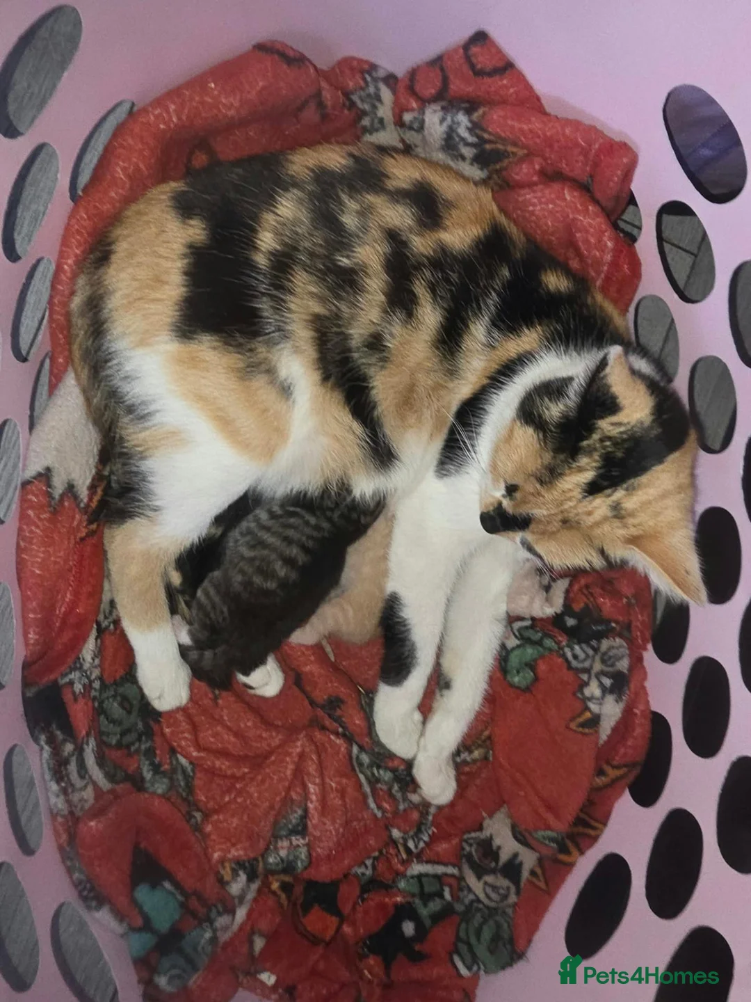 British Longhair cats for sale: Beautiful mix of kittens - Advert 2