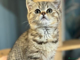 British Shorthair cats Stunning Golden kittens - Advert 5