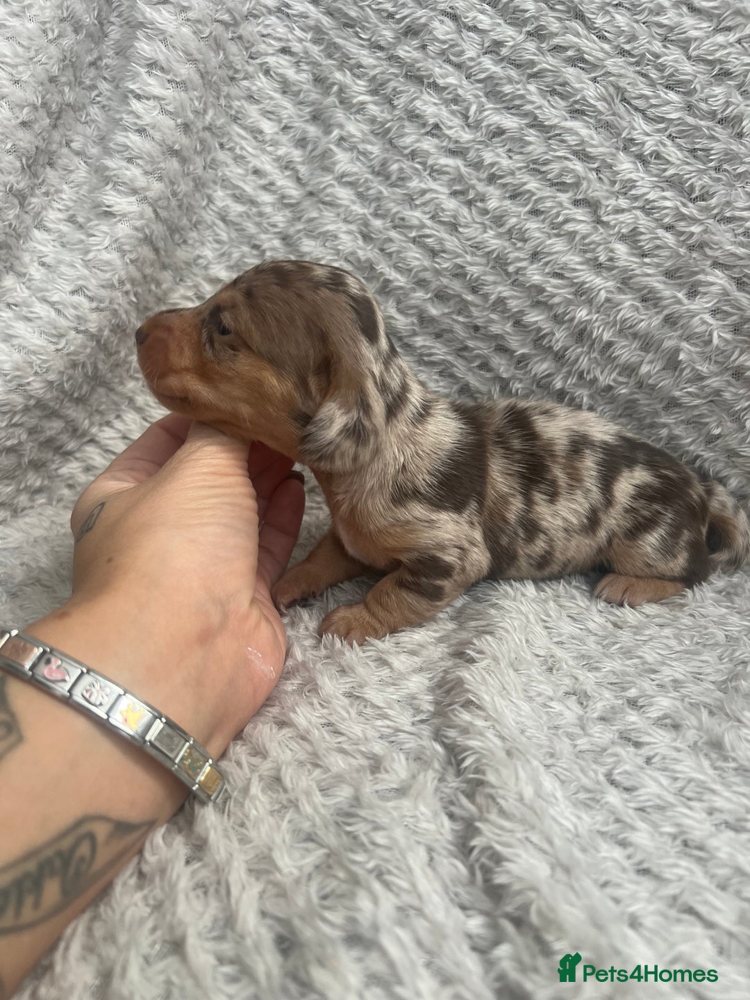 Dachshund dogs for sale: Beautiful daschund’s for sale  - Advert 14