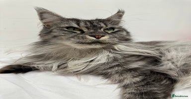 Maine Coon cats - Advert 10