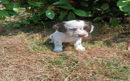 English Springer Spaniel dogs for sale: Kc Reg English Springer spaniel boys in Dorchester - Image 33