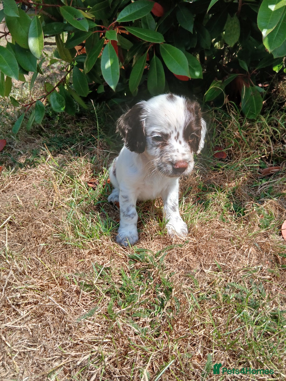 English Springer Spaniel dogs for sale: Kc Reg English Springer spaniel boys in Dorchester - Image 33